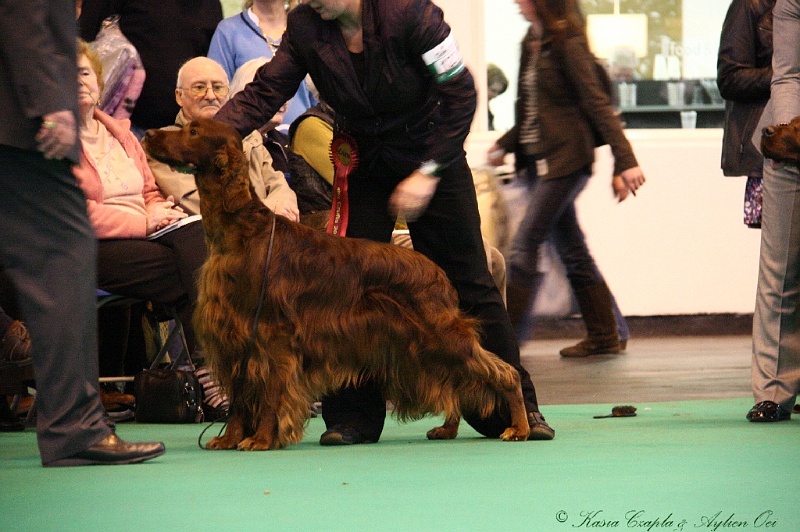 Crufts2011_2 179.jpg